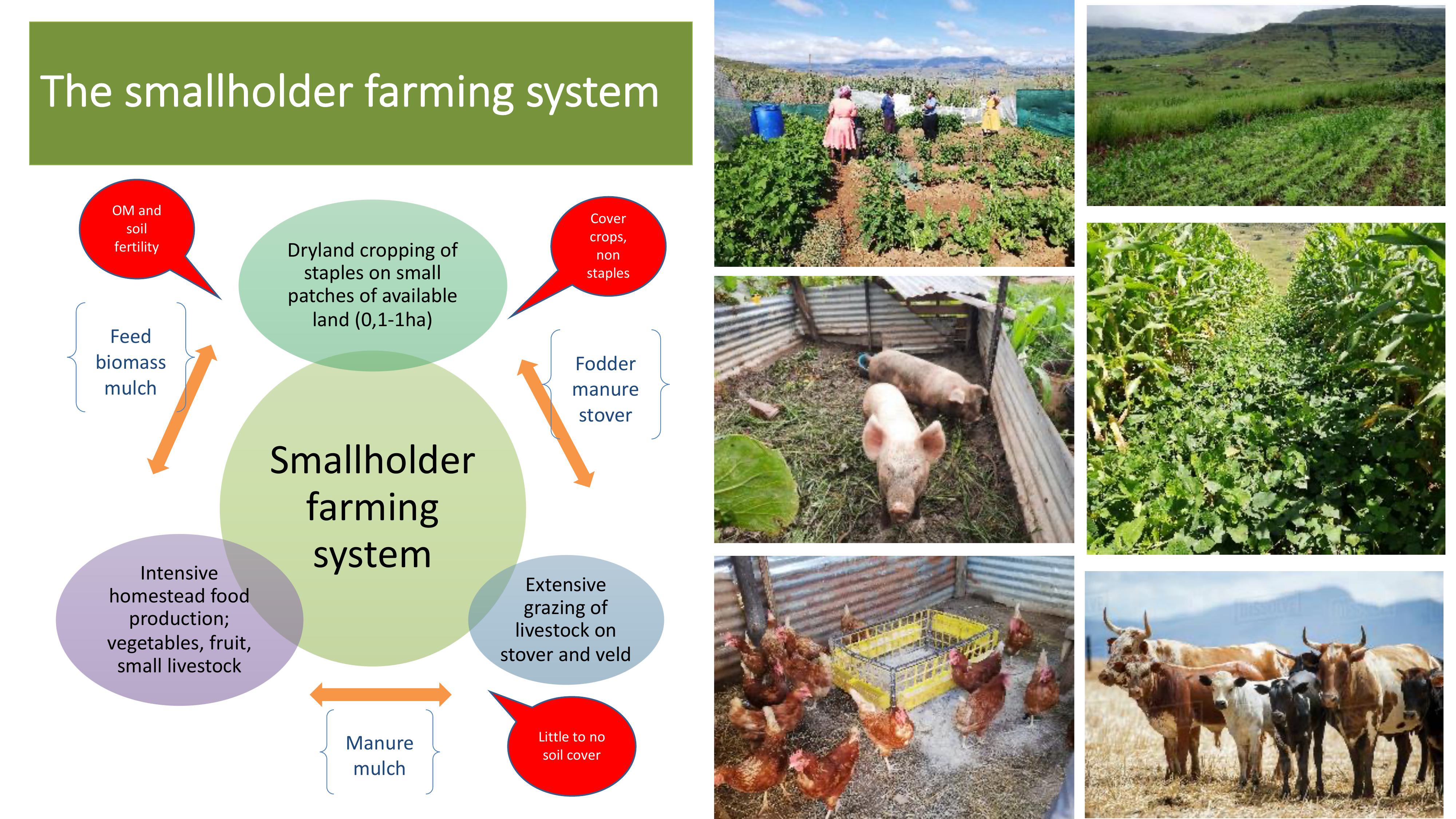 Climate change and smallholder farmers Mahlathini Development Foundation