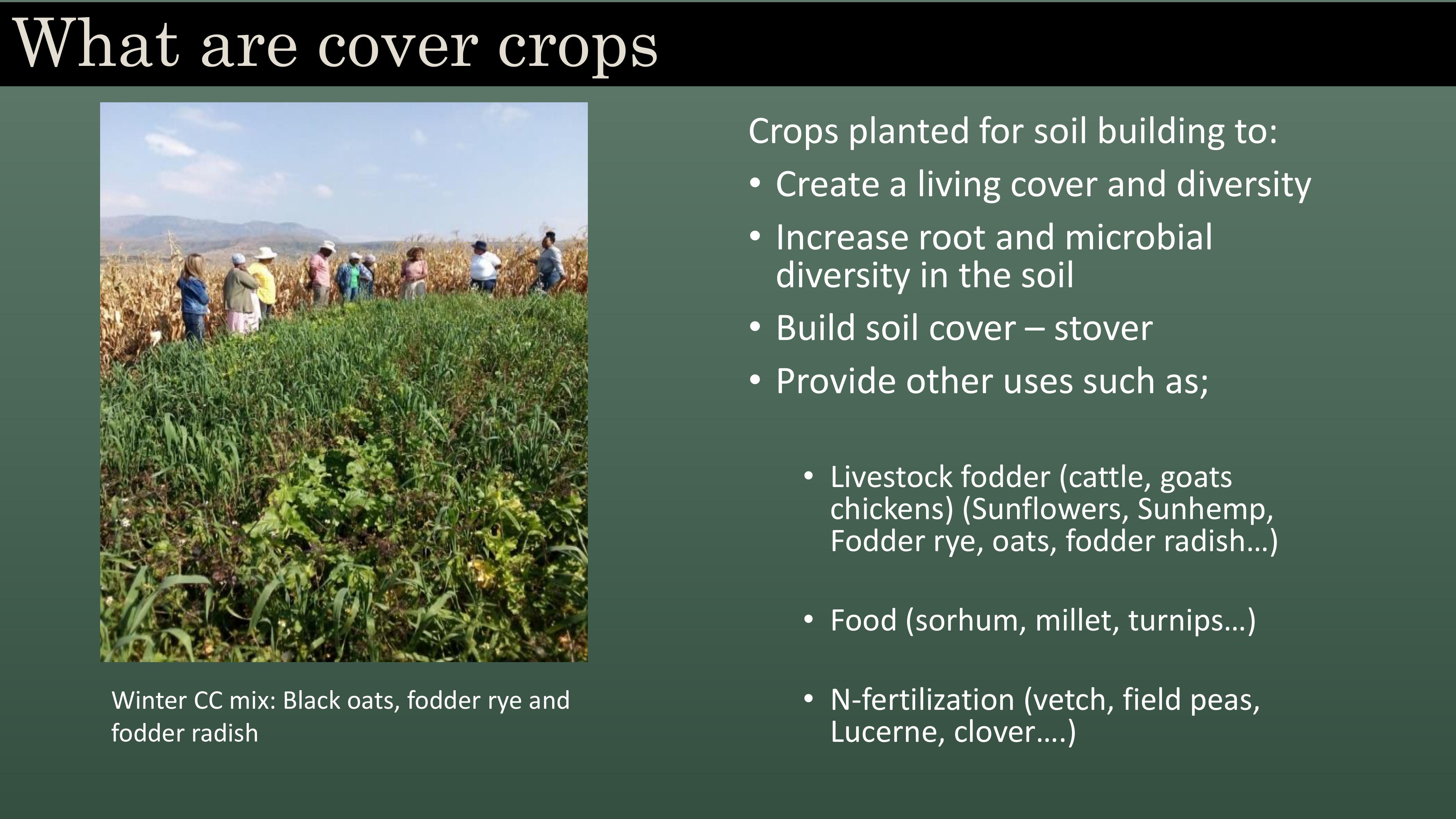 Cover Crops For Soil Improvement And Livestock Integration | Mahlathini ...